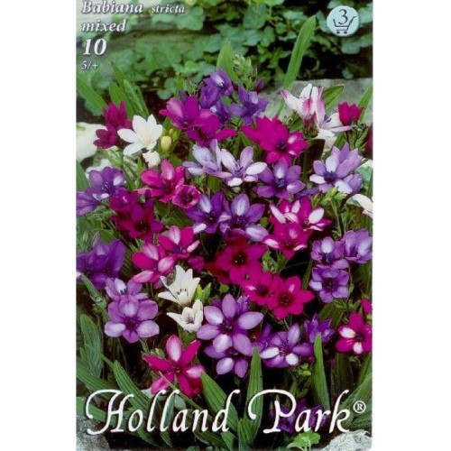 #8535 Babiana stricta - mixed