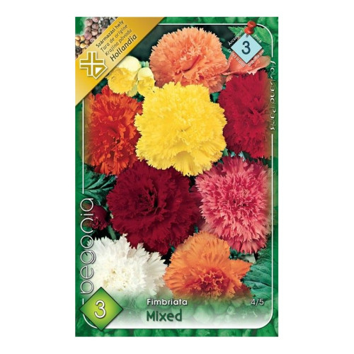#8593 Begonia - Fimbriata mixed
