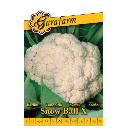 #8729 Karfiol Snow ball X - letný