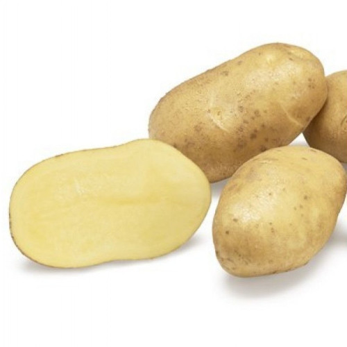 #9902 Holandské sadivo zemiakov - minihľuzy 50ks-BABYLON
