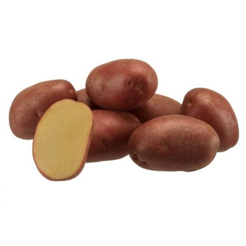 #9907 Holandské sadivo zemiakov-minihľuzy 50ks-EVOLUTION