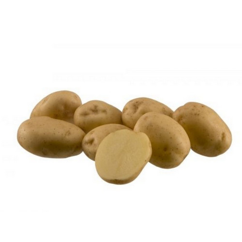 #9912 Holandské sadivo zemiakov  minihľuzy 50ks - RIVIERA