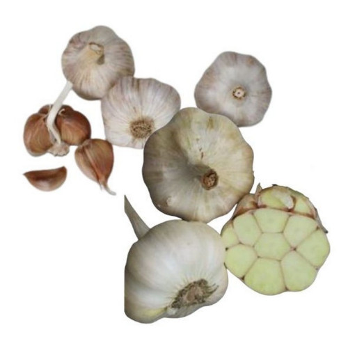 #10856 Cesnak sadbový ŠTEPÁN nepaličiak 4ks