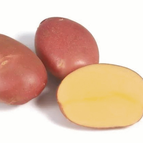 #11291 Holandské sadivo zemiakov  minihľuzy 50ks-MOZART