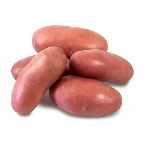 #11293 Holandské sadivo zemiakov  minihľuzy 50ks-FRANCELINE