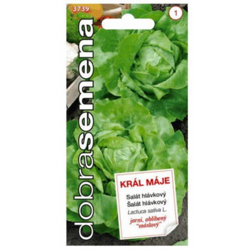 Šalát jarný DS Kráľ Mája