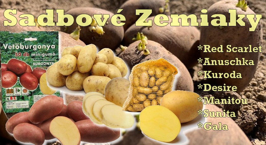 Sadbové Zemiaky 